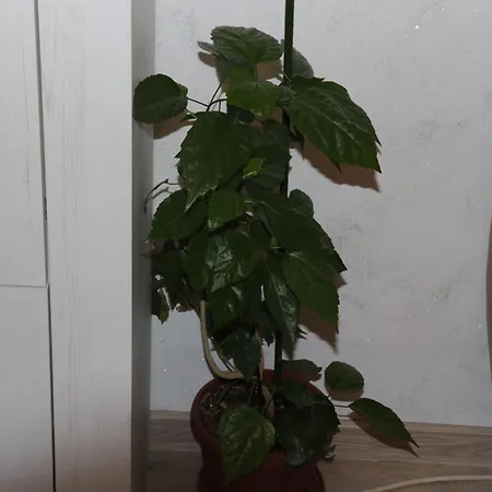 Appartement комфортен апартамент, безплатно гараж! Sofia