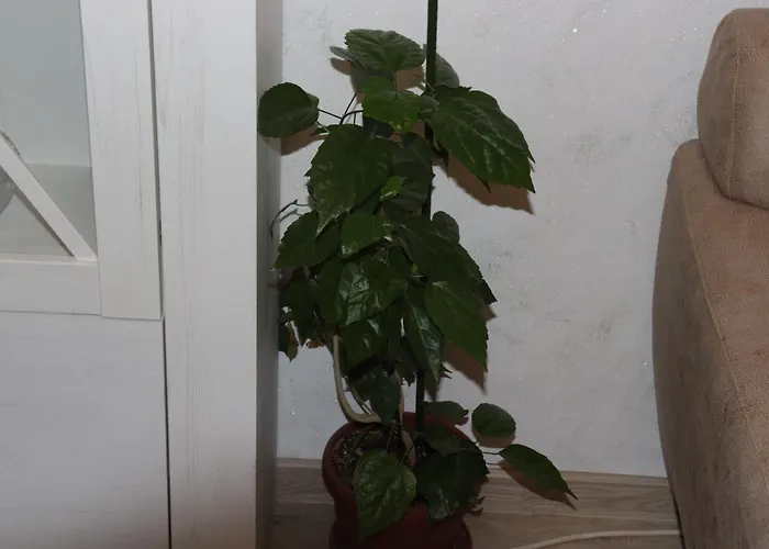 Apartament комфортен апартамент, безплатно гараж! Sofia